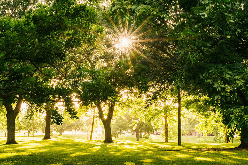 Peaceful setting with sun coming through the trees for when you're feeling overwhelmed