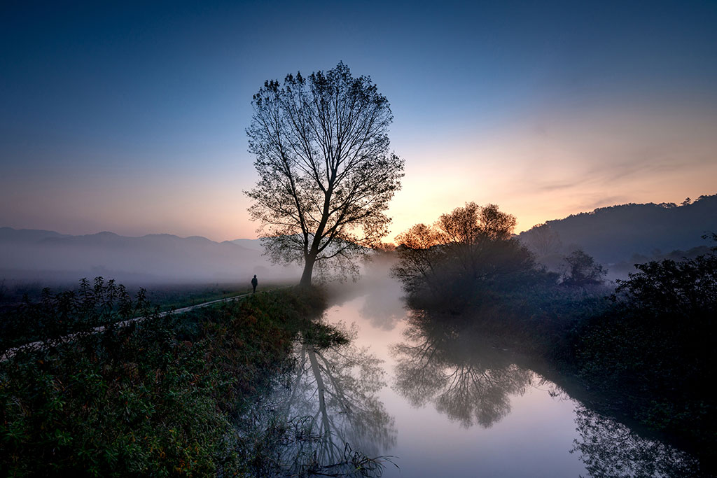 A tree planted by the water