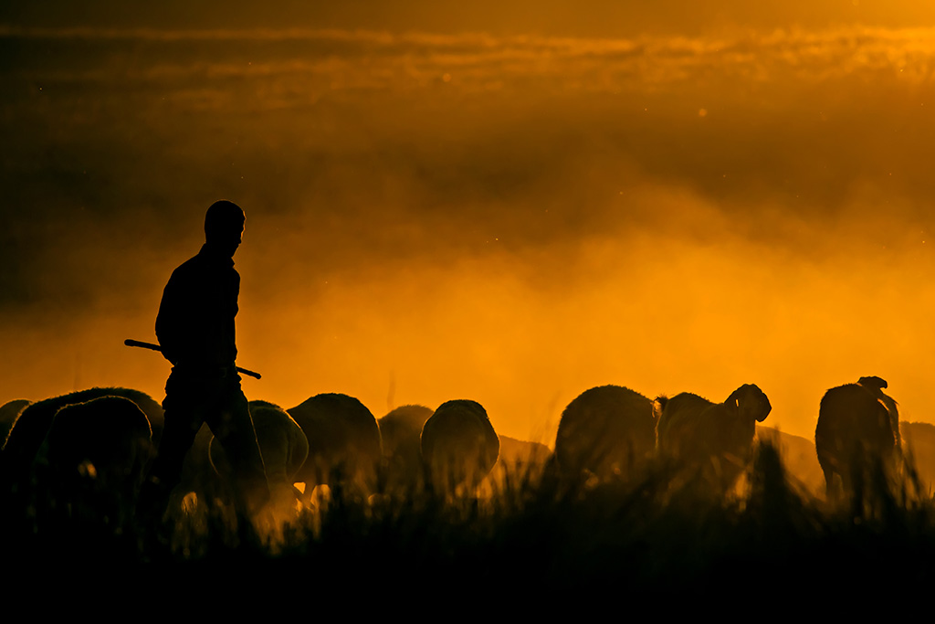 Shepherd with sheep