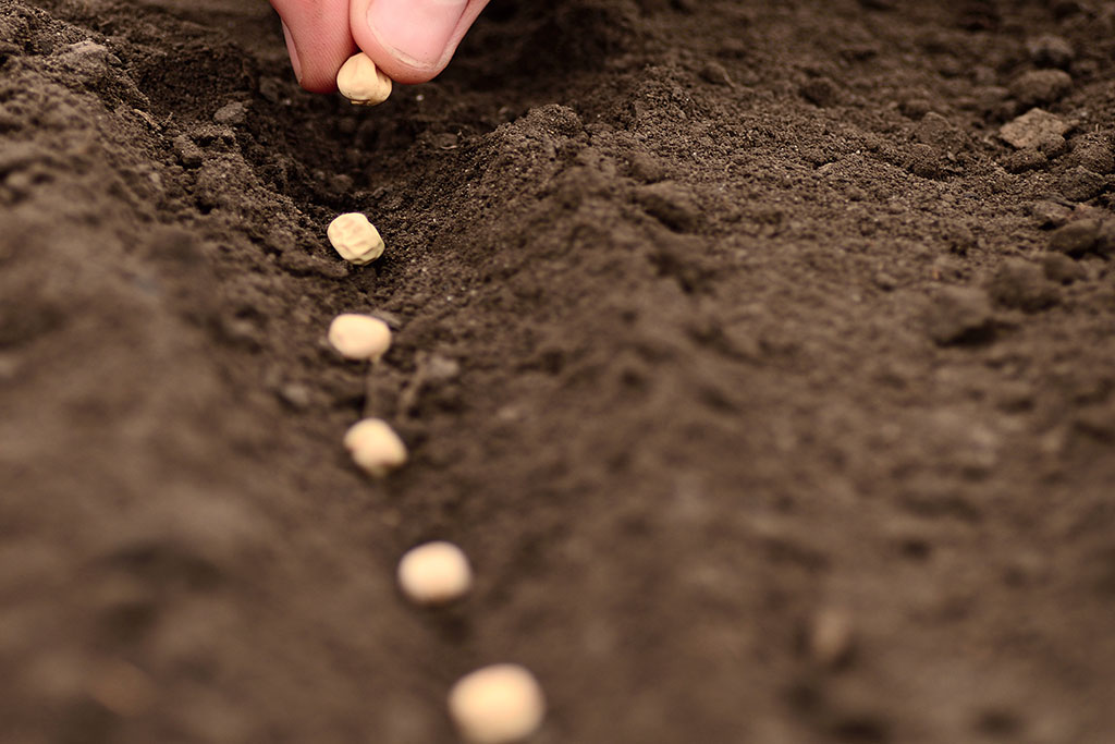 Sower planting seeds in the soil