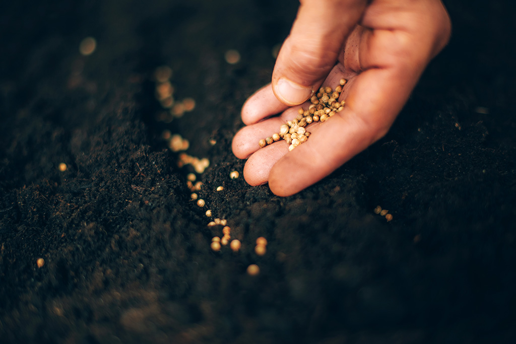 sowing seeds