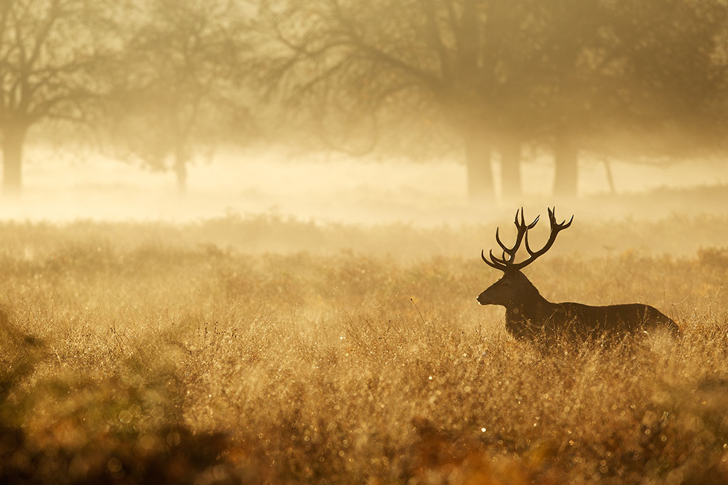 Moose out in nature