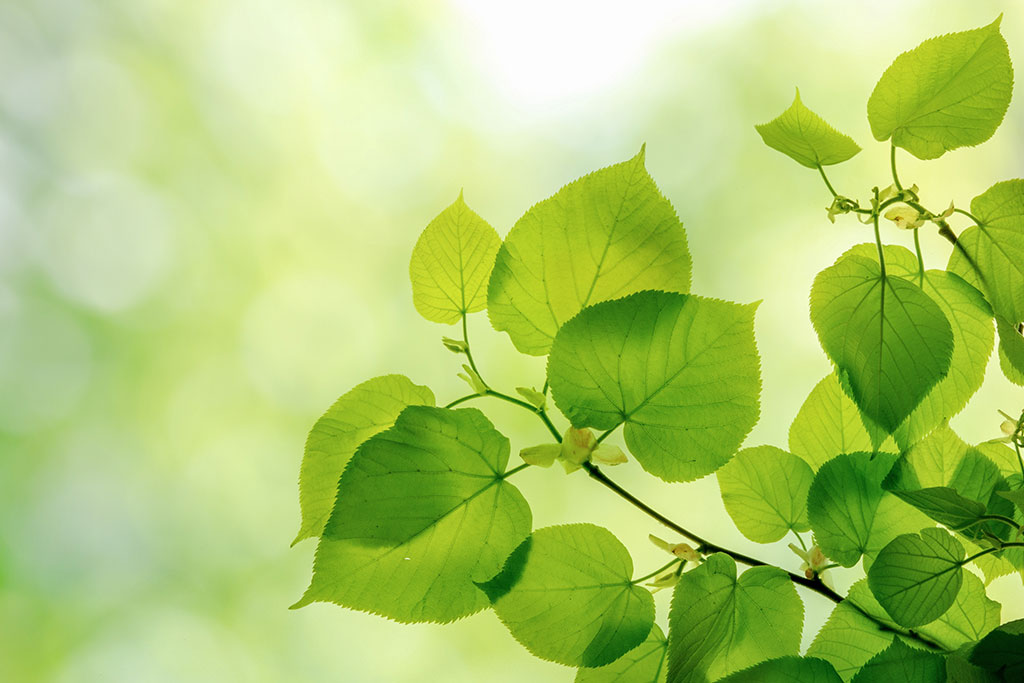 leaves
