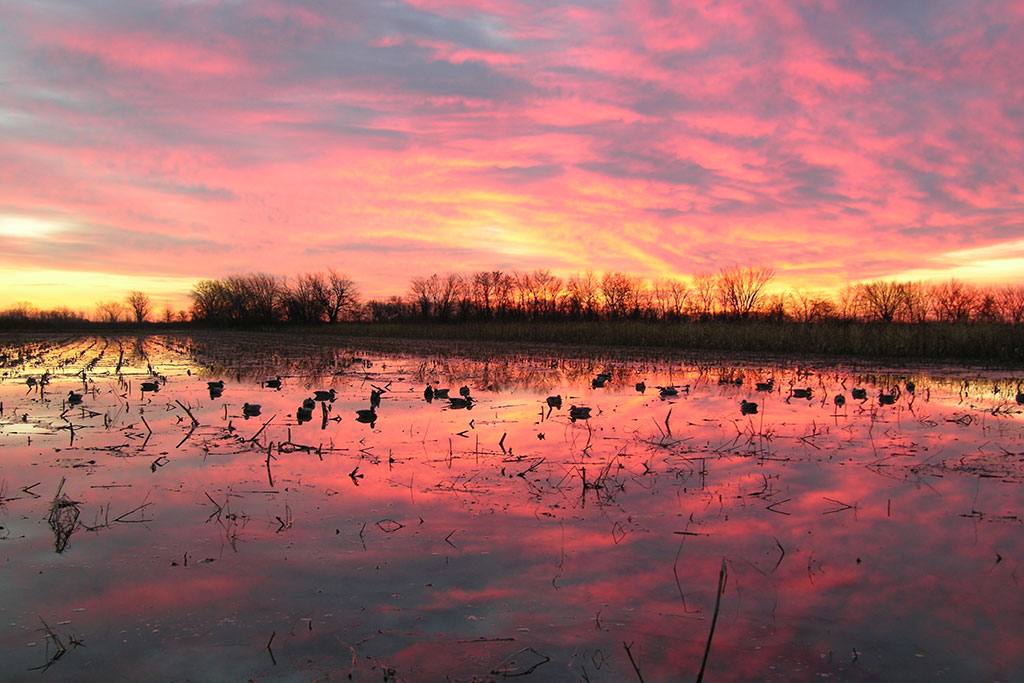 ducks in the quiet of nature
